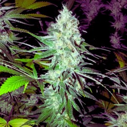 Northern Lights