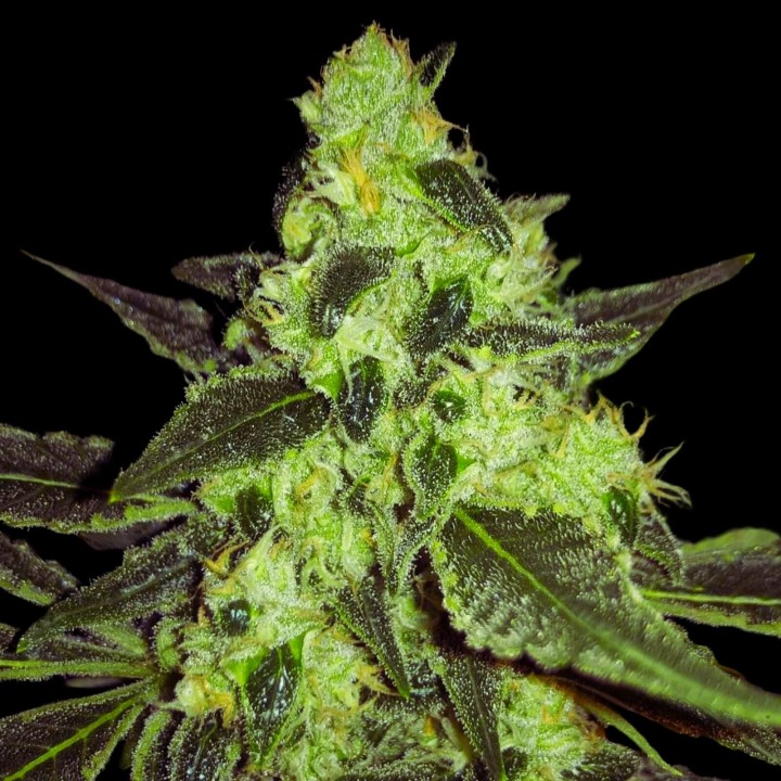 White Widow