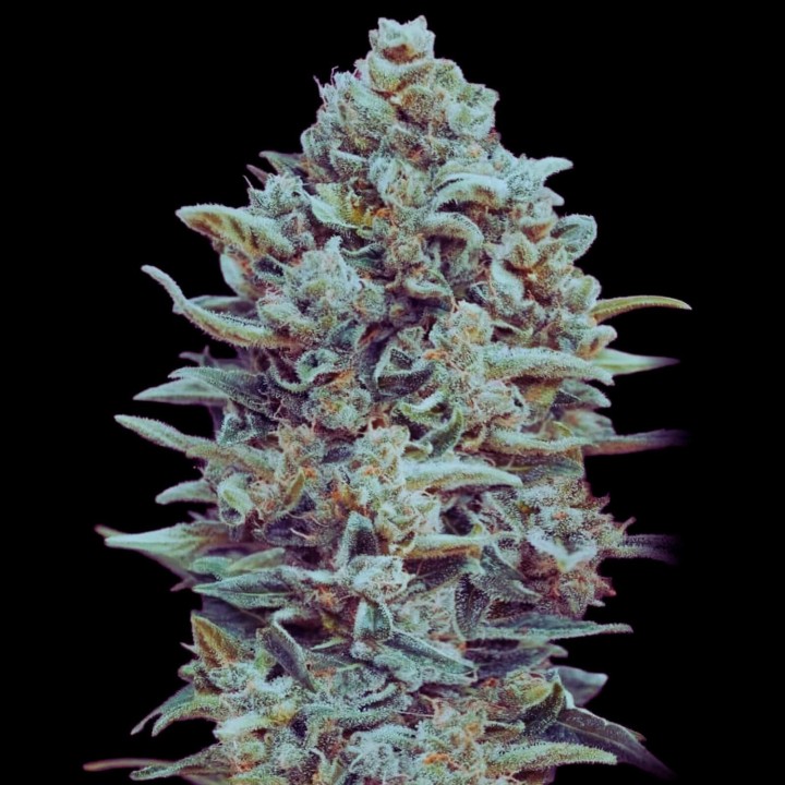 Gelato