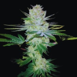 Gorilla Glue