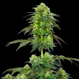 Strawberry Kush