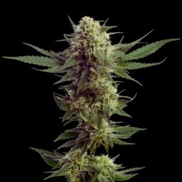Tangie Kush