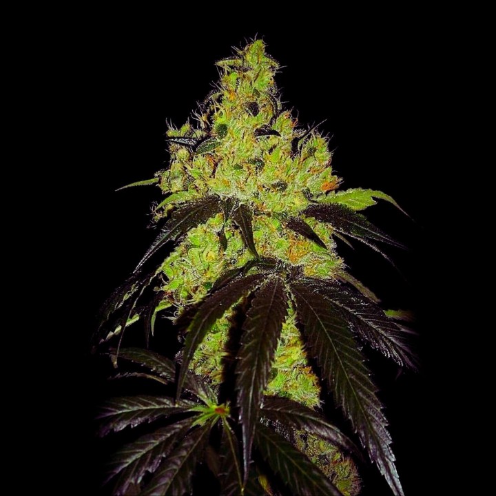 OG Kush