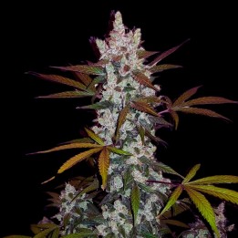 Girl Scout Cookies