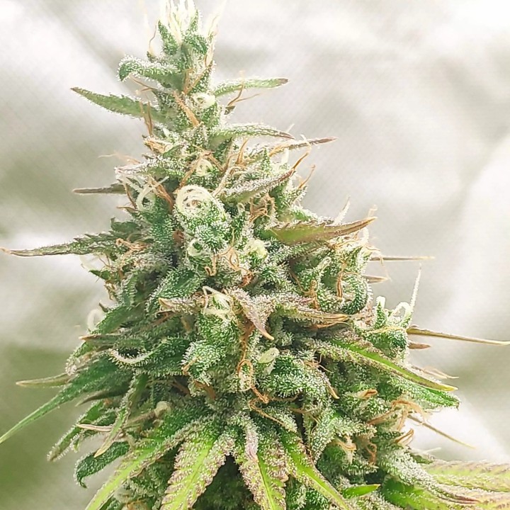 Nikola Kush