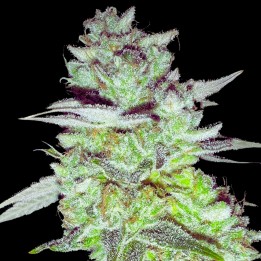 Zkittlez
