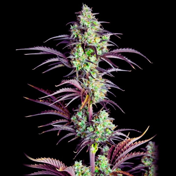 Mimosa Auto