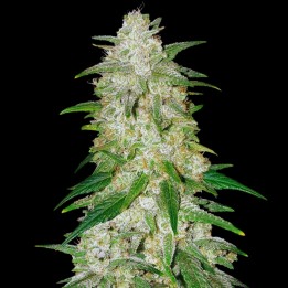 Gelato Auto