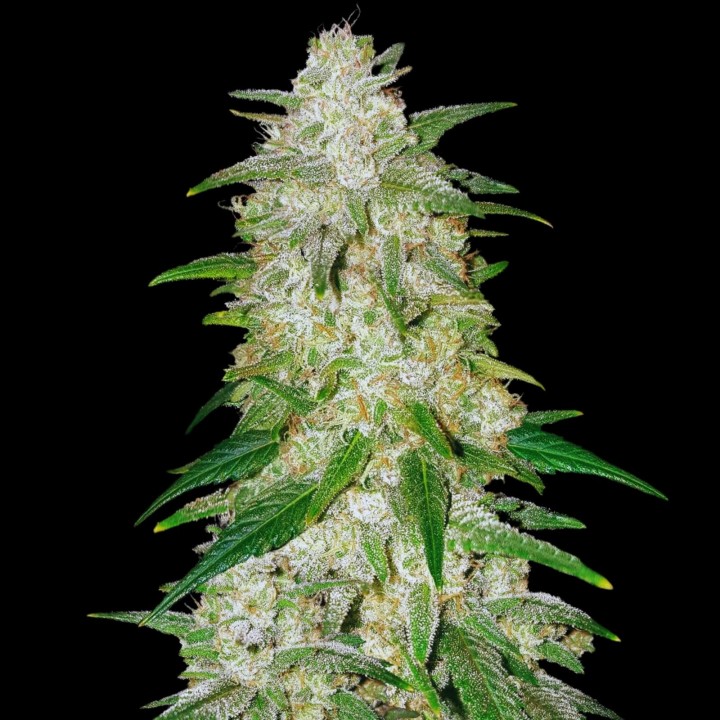 Gelato Auto
