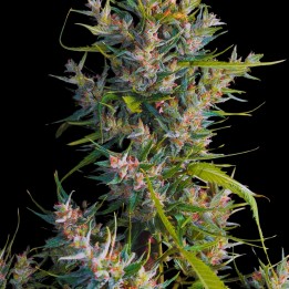 Mandarine Auto