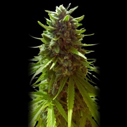 Mamba Negra Auto