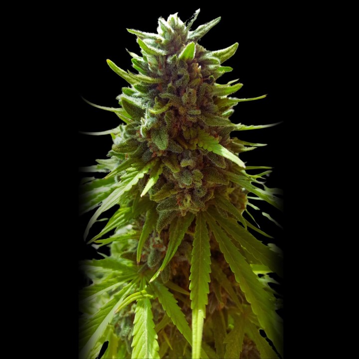 Mamba Negra Auto