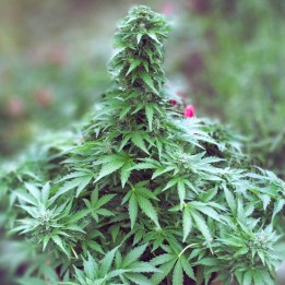 AK 47 Auto