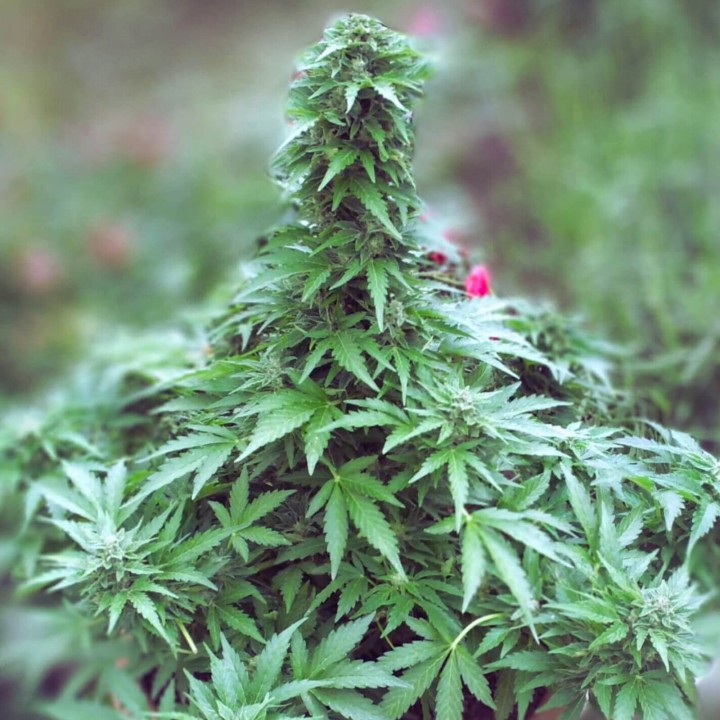 AK 47 Auto