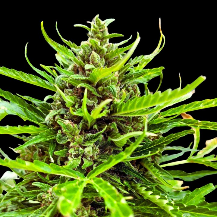 Critical+ Auto