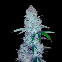 Gorilla Glue Auto