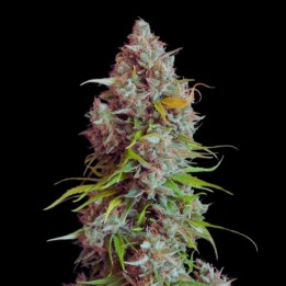 Magnum Auto