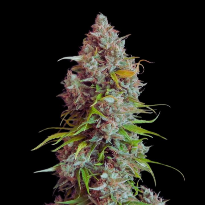Magnum Auto