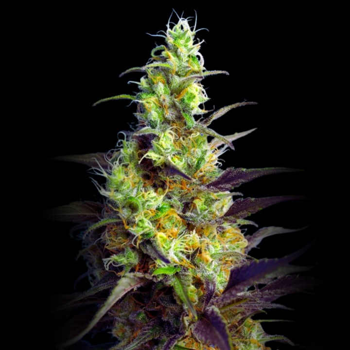 NYC Diesel CBD