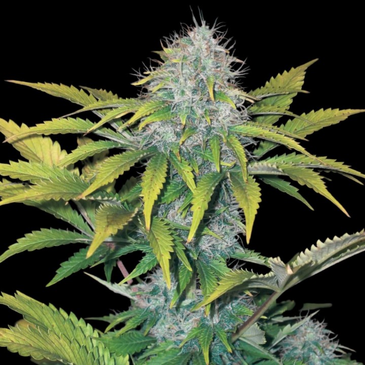 White Widow CBD