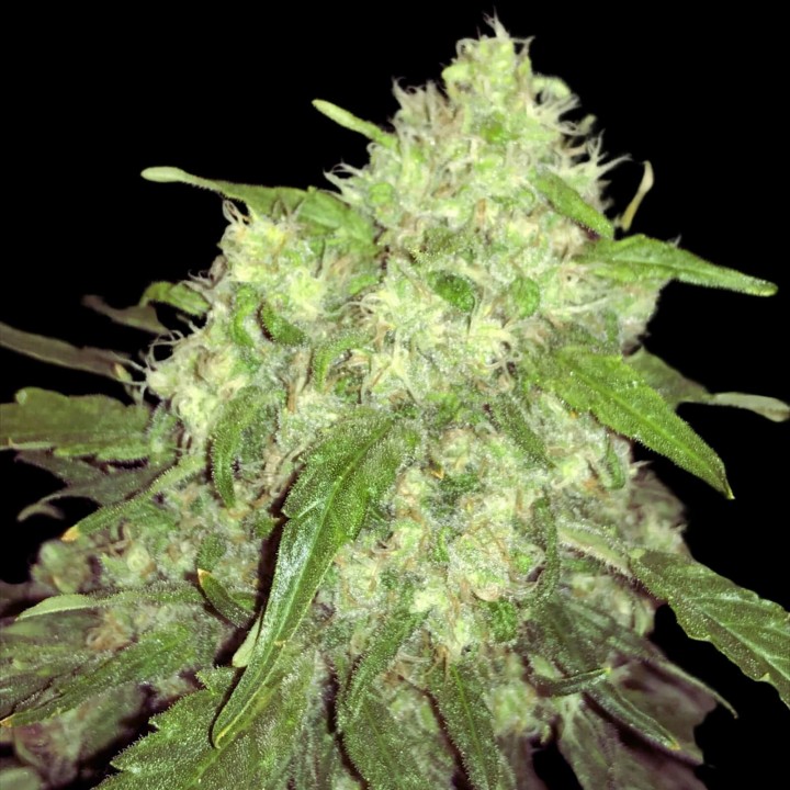 Amnesia CBD