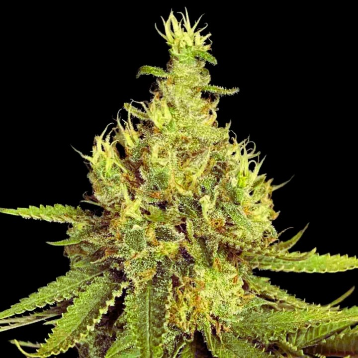 Grapefruit CBD