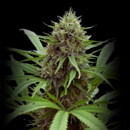 Critical Mass CBD