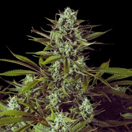 Cheese CBD