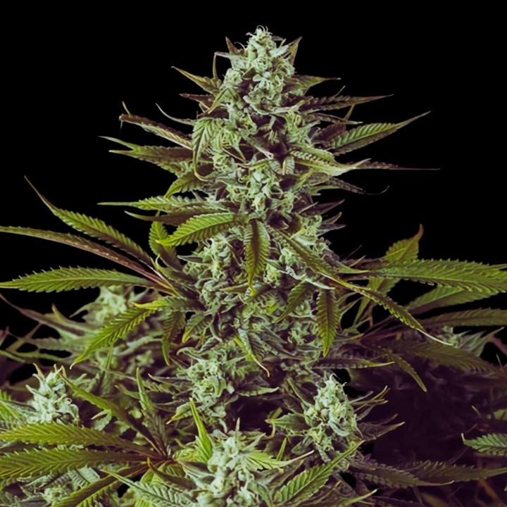 Cheese CBD