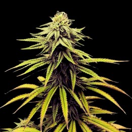 Swiss Chocolate CBD