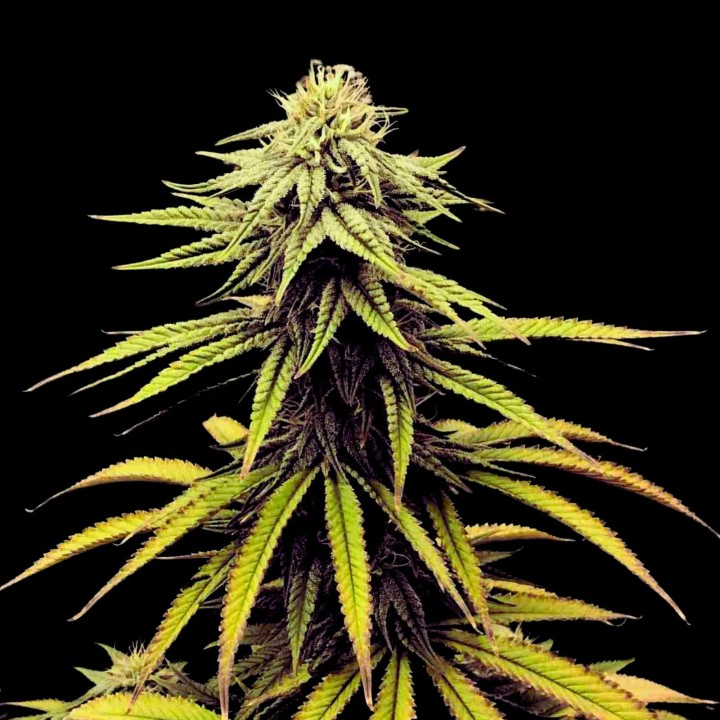 Swiss Chocolate CBD