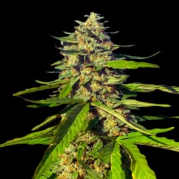 Critical CBG