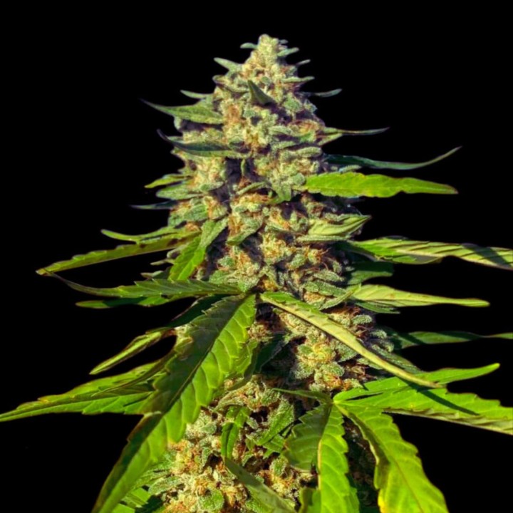 Critical CBG