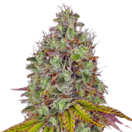 Tropicanna Cookies Fast Version