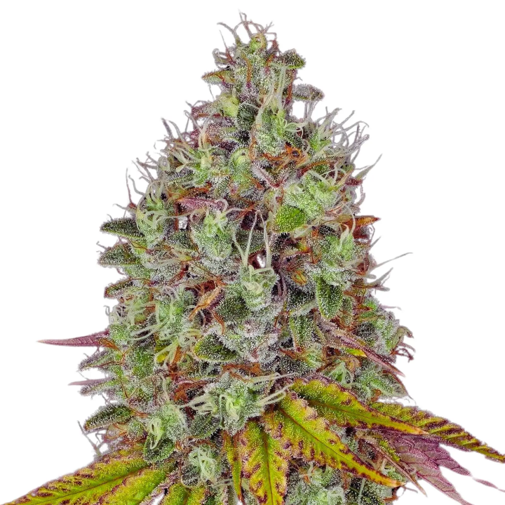 Tropicanna Cookies Fast Version