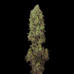 NYC Diesel CBD Auto