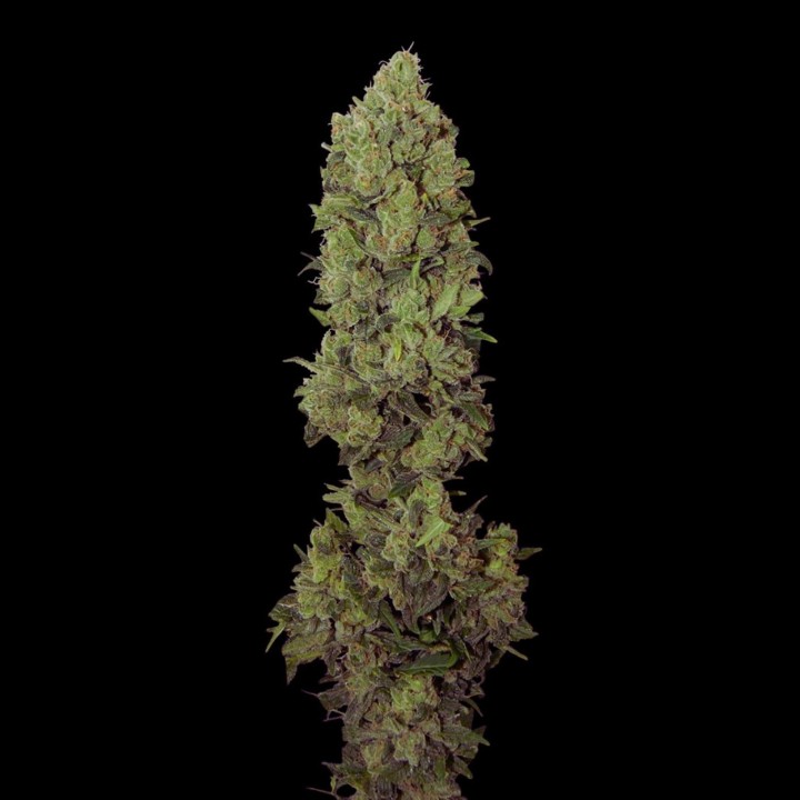 NYC Diesel CBD Auto