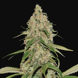 White Widow CBD Auto