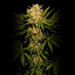 Somango Haze CBD Auto