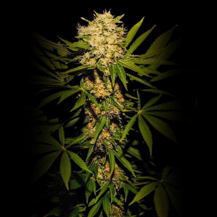 Somango Haze CBD Auto