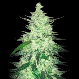 Green Crack CBD Auto