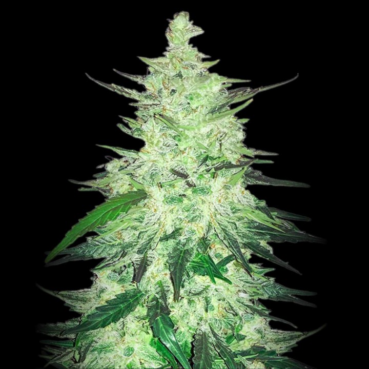 Green Crack CBD Auto