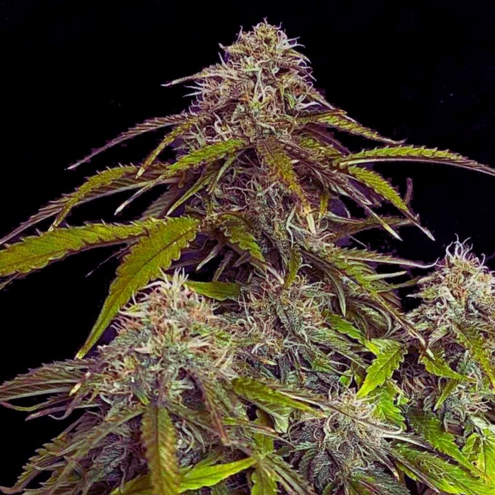 Gorilla Glue CBD Auto