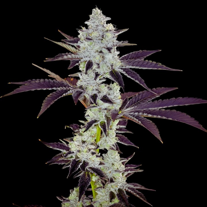 Animal Cookies
