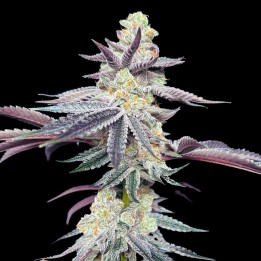 Apple Fritter