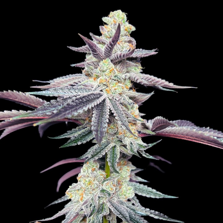 Apple Fritter