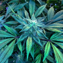 Blueberry