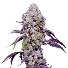 Zkittlez Mandarine Fast Version