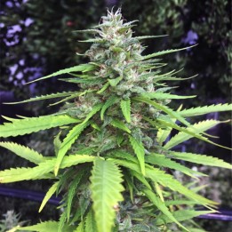 Chocolope