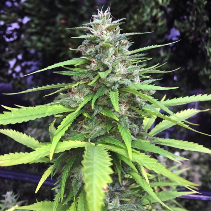 Chocolope